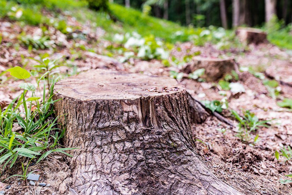 Centennial-removing-tree-stumps